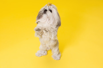 Shih-tzu puppy wearing orange bow. Cute doggy or pet is standing isolated on yellow background. The Chrysanthemum Dog. Negative space to insert your text or image.