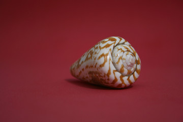 SPIRALS OVER THE RED