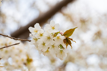 Cherry blossom in spring for background or copy space for text