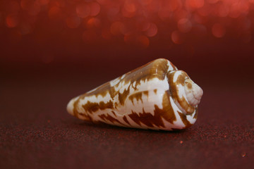 SEASHELL OVER THE RED