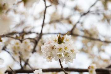 Cherry blossom in spring for background or copy space for text