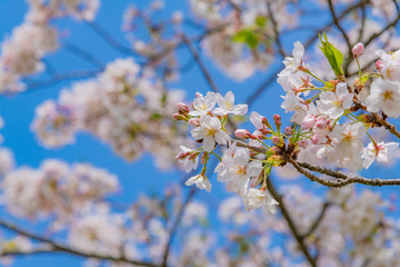 静岡県伊豆の国市　狩野川さくら公園の桜