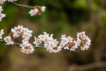 Cherry blossom in spring for background or copy space for text