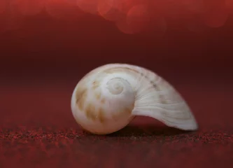 Poster SNAIL OVER THE RED © Oniria