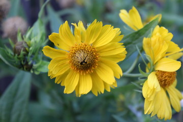 Obraz premium yellow flower