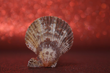 SEASHELL 9 