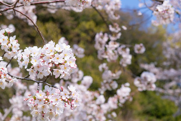 静岡県伊豆の国市　狩野川さくら公園の桜