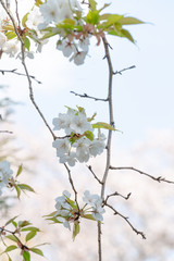 Cherry Blossoms