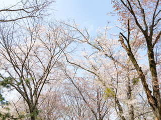 Cherry Blossom Trees and Blue Sky