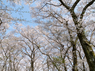 Cherry Blossom Trees in Spring