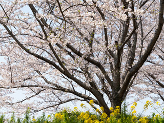 Cherry Blossom Tree in Spring, Japan