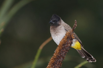 Graubülbül / Black-eyed bulbul - Dark-capped bulbul / Pycnonotus barbatus