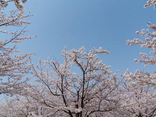 Cherry Blossom Trees  on Blue Sky