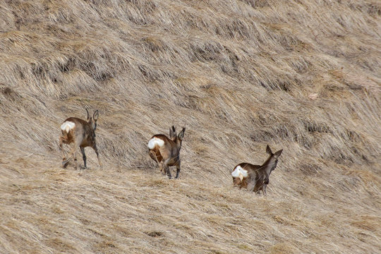 cerf et biche,