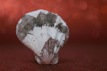 SEASHELL 23