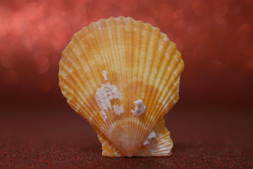 SEASHELL 25