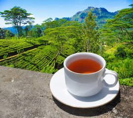 Sri Lanka tea hills. Tea cup and plantation.