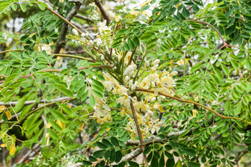 leaves and flowers of moringa tree (Moringa oleifera Lam.) Moringaceae