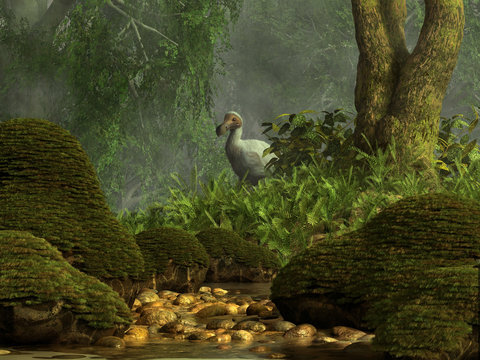 An elusive white dodo bird hides in the tropical jungles of the island of Mauritia.  This bird has been extinct for several centuries. 3D Rendering 