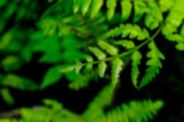 Blur Picture Dark and green leaves background, fresh condition