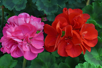 red flowers in the garden