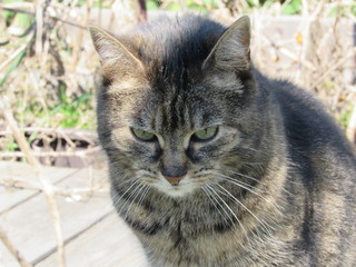 Obraz premium cat in the garden