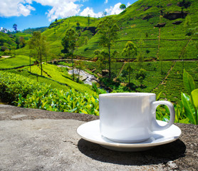 Sri Lanka tea hills. Tea cup and plantation.
