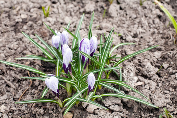 blue snowdrop spring flowers closeup view on earth background