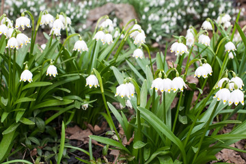 Fototapeta premium white snowdrop spring bellflowers closeup view