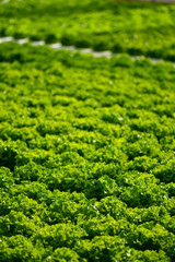 Lettuce hydroponics floating system