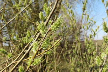 Blooming willow tree in spring season, closeup