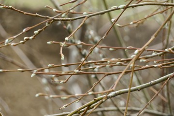 Willow branches in spring, closeup 