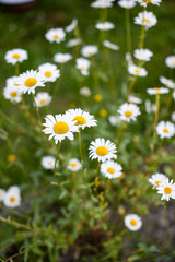 Fototapeta premium chamomile on grass background