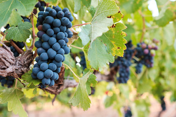 Mourvedre grapes on vine closeup