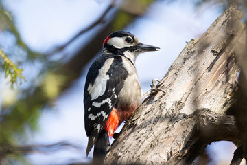 Obraz premium Great Spotted Woodpecker (Dendrocopos major)