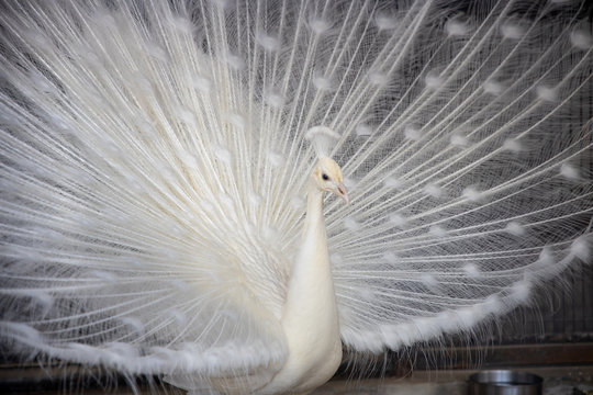 484 Best アルビノ Images Stock Photos Vectors Adobe Stock