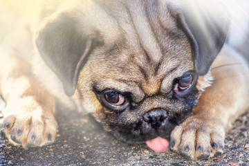 Funny Pug Dog with gum in the eye and tongue rest on floor.