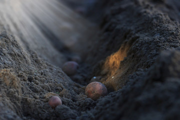 fresh organic potatoes in the field on sunny day