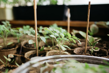 seedlings in peat pots.Baby plants seeding, black hole trays for agricultural seedlings.The spring...