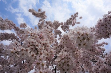 桜　sakura cherry blossoms