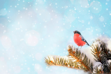 new year postcard bird bullfinch on a branch of a festive spruce with shiny hoarfrost sits in a...