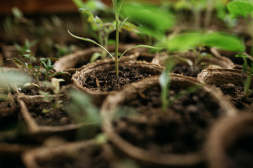 seedlings in peat pots.Baby plants seeding, black hole trays for agricultural seedlings.The spring...
