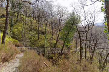 Wooden bridge on a tourist trail in the mountains of Snowdonia, Wales.