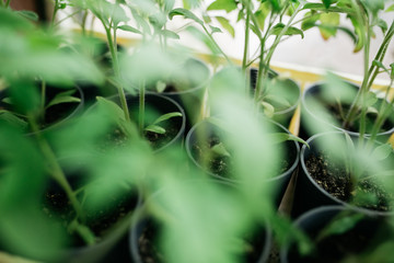 seedlings in peat pots.Baby plants seeding, black hole trays for agricultural seedlings.The spring...
