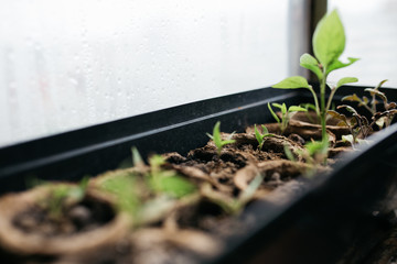 seedlings in peat pots.Baby plants seeding, black hole trays for agricultural seedlings.The spring...