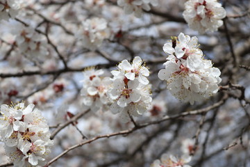 Obraz premium cherry blossom in spring