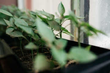 seedlings in peat pots.Baby plants seeding, black hole trays for agricultural seedlings.The spring...