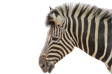 Fototapeta na wymiar head zebra on white background