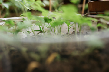 seedlings in peat pots.Baby plants seeding, black hole trays for agricultural seedlings.The spring...