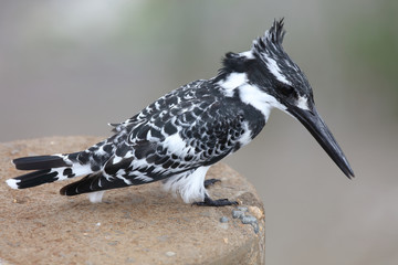 Graufischer / Pied Kingfisher / Ceryle rudis
